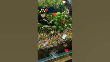 Thư giản cuối tuần#aquarium #aquascape #hồthủysinh #shortvideo #shosts