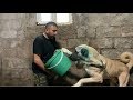 KANGAL BARONLA GEÇİRDİĞİM EN ZOR ANLAR