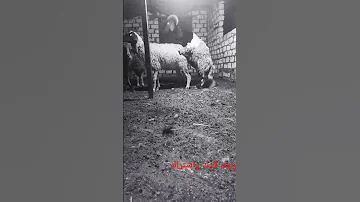سلالات الأغنام والماعز Sheep فى مصر 