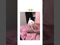 反応する猫
