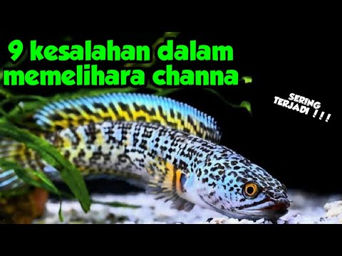 Video: Sekiranya saya Memelihara Ikan Tropika atau Ikan Air Dingin?