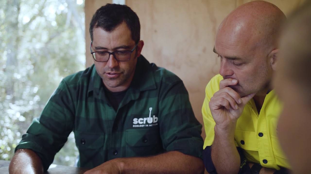 Scrub  - Ecology In Action. Ecological consultants & restoration New Zealand.