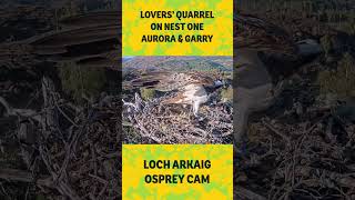 Lovers quarrel on nest one - Loch Arkaig Osprey Cam