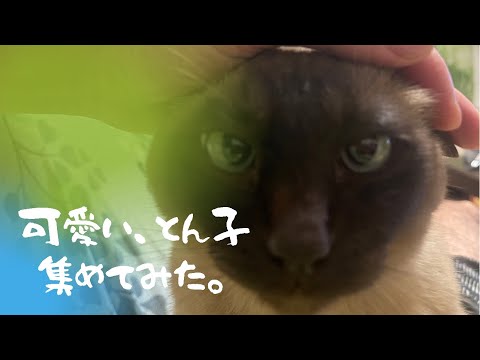 猫の日常、アメショーのアンコとトンキニーズのトンコ詰め合わせ動画