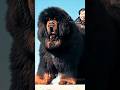 Dog evolution: #mastimoment    #dog  #evolution  #viral #viralvideo #pitbull #rottweiler
