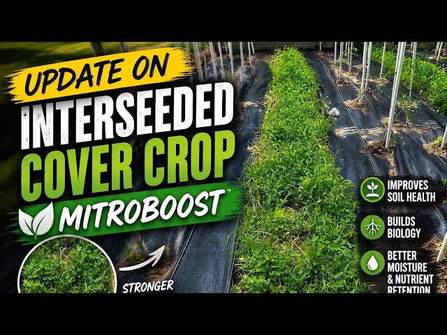 Garden update 2 - Interseeded rows - YouTube