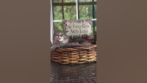 Kitty Takes a Bath in her Basket #cute #kitten #catnip #meow
