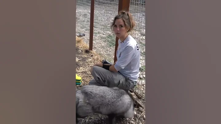 why you DON'T want foxes as pets 🦊 #shorts #fox #animalsanctuary - DayDayNews