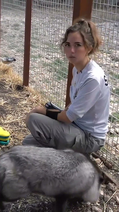 why you DON'T want foxes as pets 🦊 #shorts #fox #animalsanctuary