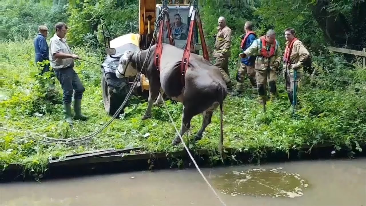 Clumsy cows rescued after falling into canal - YouTube