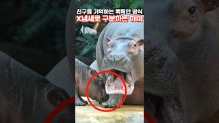 하마가 친구를 기억하는 독특한 방법