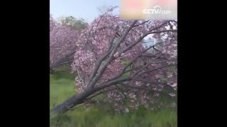 أزهار الكرز على أشجار الكرز الساقطة|CCTV Arabic