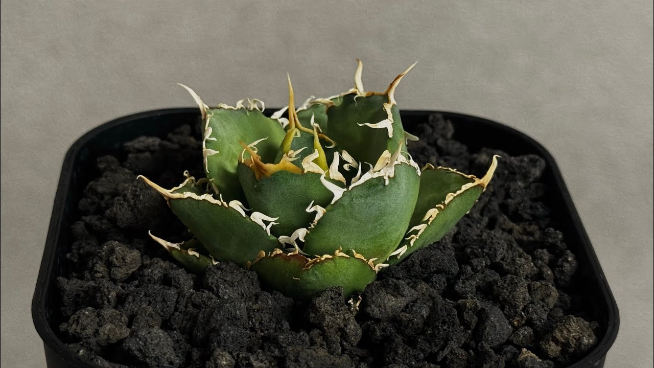 20260427 アガベ・チタノタ 緑水鬼(芽)-005｜agave green submariner