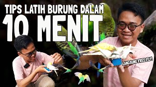 THIS BIRD IS CRAZY, IT'S SUPER EASY TO TRAIN. IT CAN FREE FLY IN 10 MINUTES.