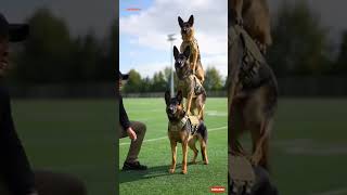 🐕‍🦺 K9 Hold Skill Training! 💥 Extreme Control &amp; Power #shorts