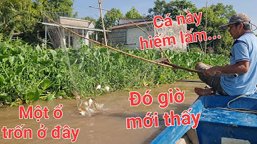 Lần đầu vớt cá trúng bầy cá he nghệ. Nó đỏ vợt luôn | Săn bắt SÓC TRĂNG |