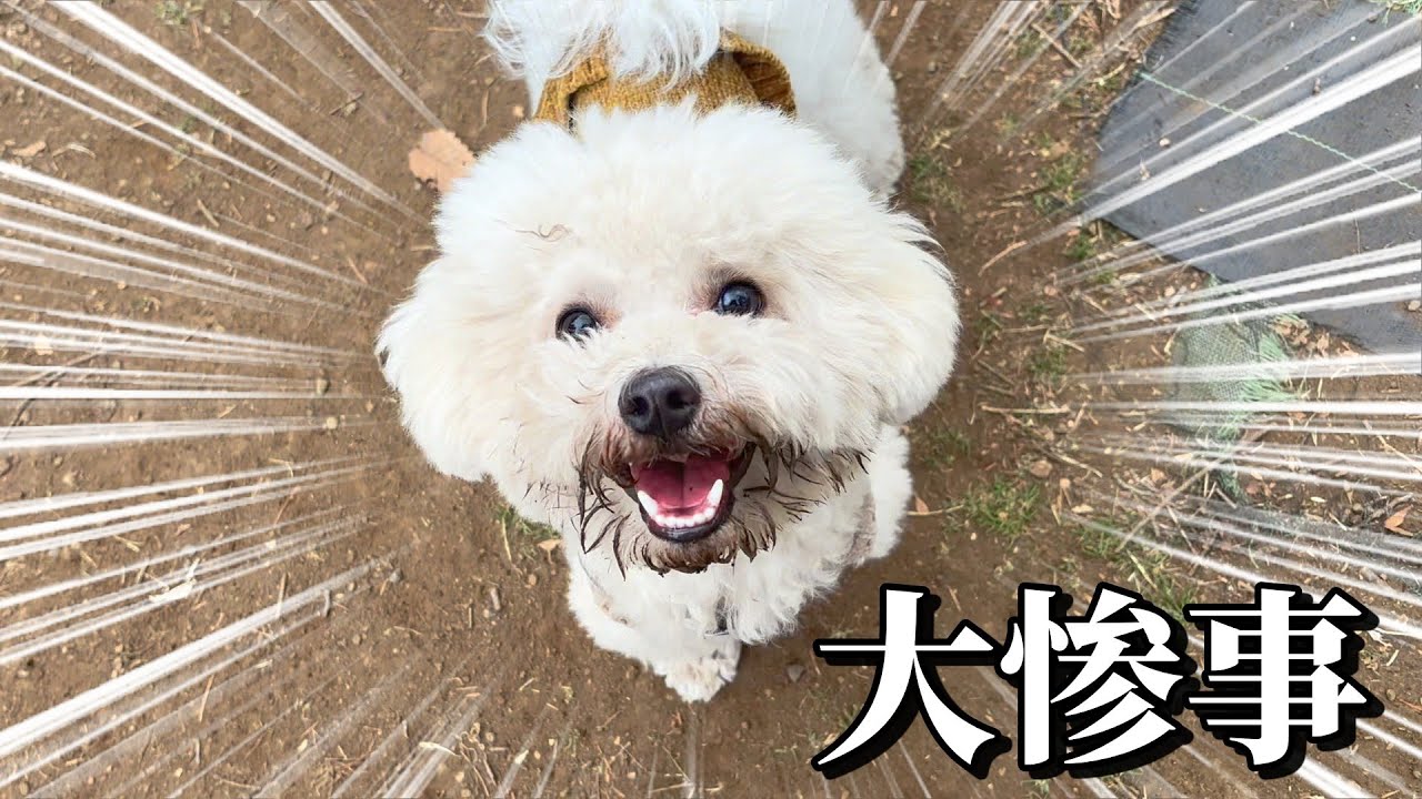 もうやめて、、、（泣）ドッグランで大惨事が。やりきった生後8か月ビションフリーゼをご覧ください。【子犬お迎え】