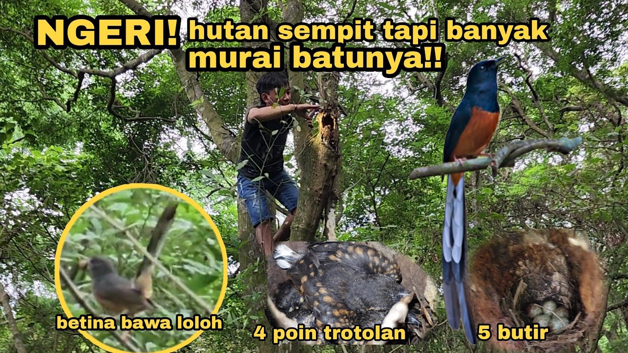 puluhan pasang murai batu di lokasi ini hidup berdampingan