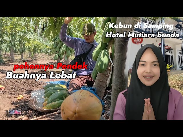 adventure time petik buah pepaya Ranau di kebun samping Hotel Mutiara bunda @APACE.Tv- class=