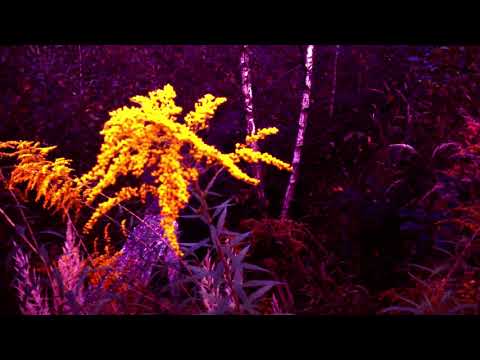 ლაბირინთი