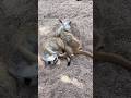 Tired Meerkats! #shorts #meerkat #zoo #animals #ytshorts