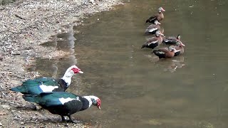 Texas Duck Pond - Muscovy Duck_1 #DucksAtThePond
