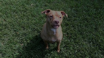 Kdenlive How To Use Slideshow Clip To Make Funny Animaition Videos