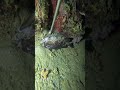 seafoods hunt at night, spear fishing #swasinexplorer #spearfishing #nightspearfishing