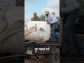 From feeding cattle in Hereford, TX to feeding the industry across the country. #RollOneUp