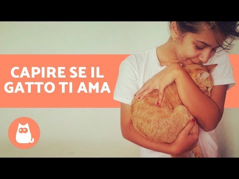Video: Come Capire Se Un Gatto Mi Ama O No