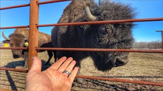 Dunbar Get's New Ladies! by Cross Timbers Bison 39,096 views 3 months ago 15 minutes