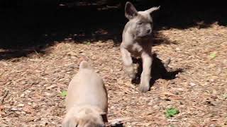 Cane Corso Puppies For Sale