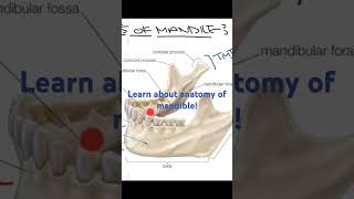 Anatomy of Mandible The Mandible