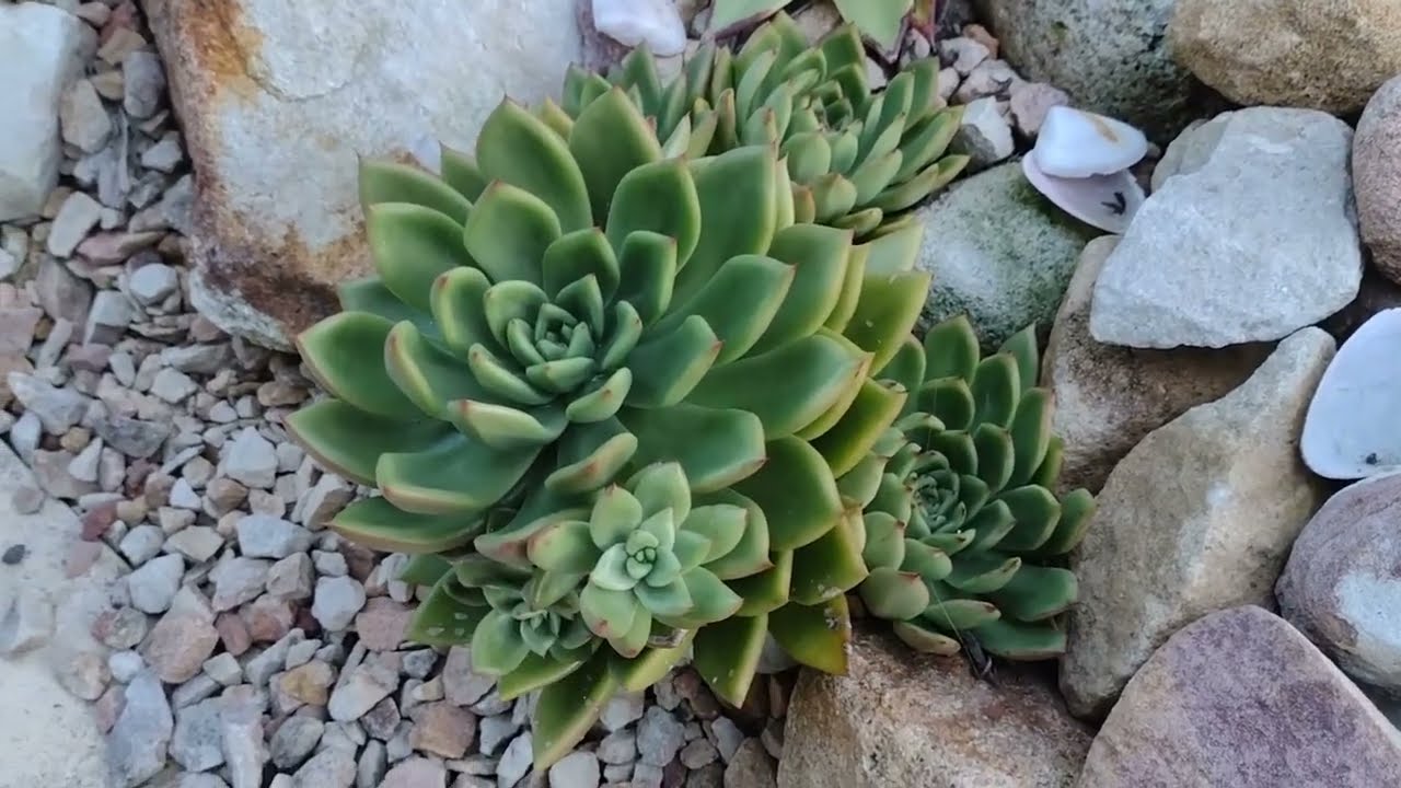 Repositioning an Echeveria Clump - YouTube