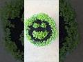 #Smiley plant#trending video#mustard seeds plant#mustard seeds with smile#smiley#youtube shorts#fun