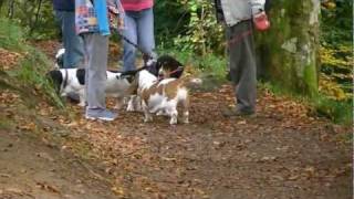 Basset Hound Walk at The Hermitage by Ally Crombie 3,599 views 12 years ago 10 minutes, 31 seconds