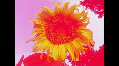 The Mystery Of (mssv)