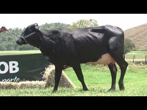 LOTE 12   0936BV   FAZENDA LAURA