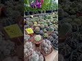 Garden 🌵 #shorts