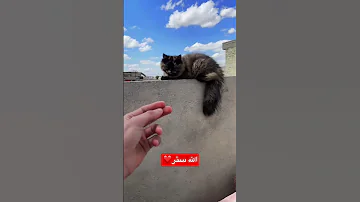 الله ستر ونقذت بزونتي 