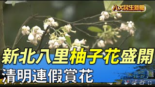 八里柚子花開了清明連假賞花|【民生八方事】| 2022040402 ... 