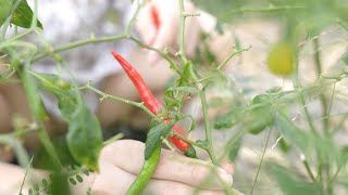 How To Pick Peppers That Are Not Spicy | Flowers In My Garden
