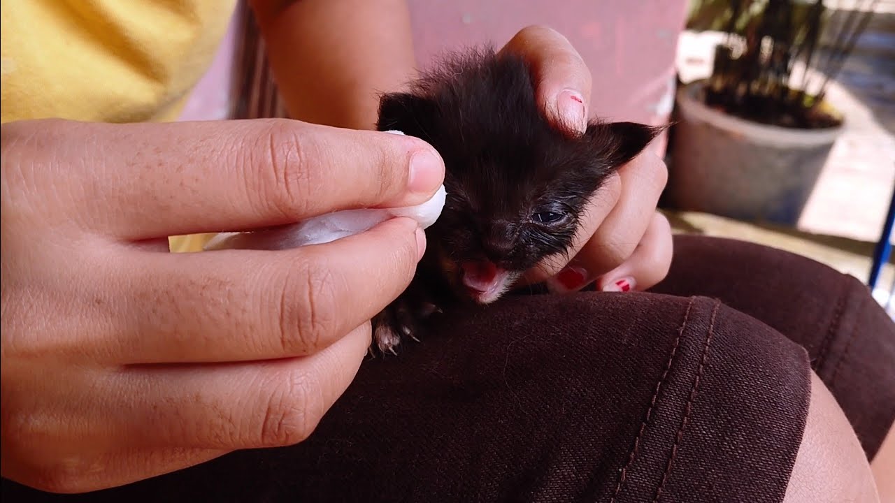 Cara mengobati mata kucing sakit belekan dengan air garam di jamin