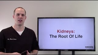Kidneys - The Root Of Life