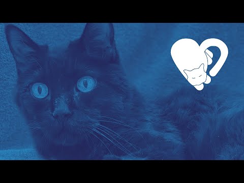 Lt. Dan – ABQ Cat Clinic resident cat - YouTube