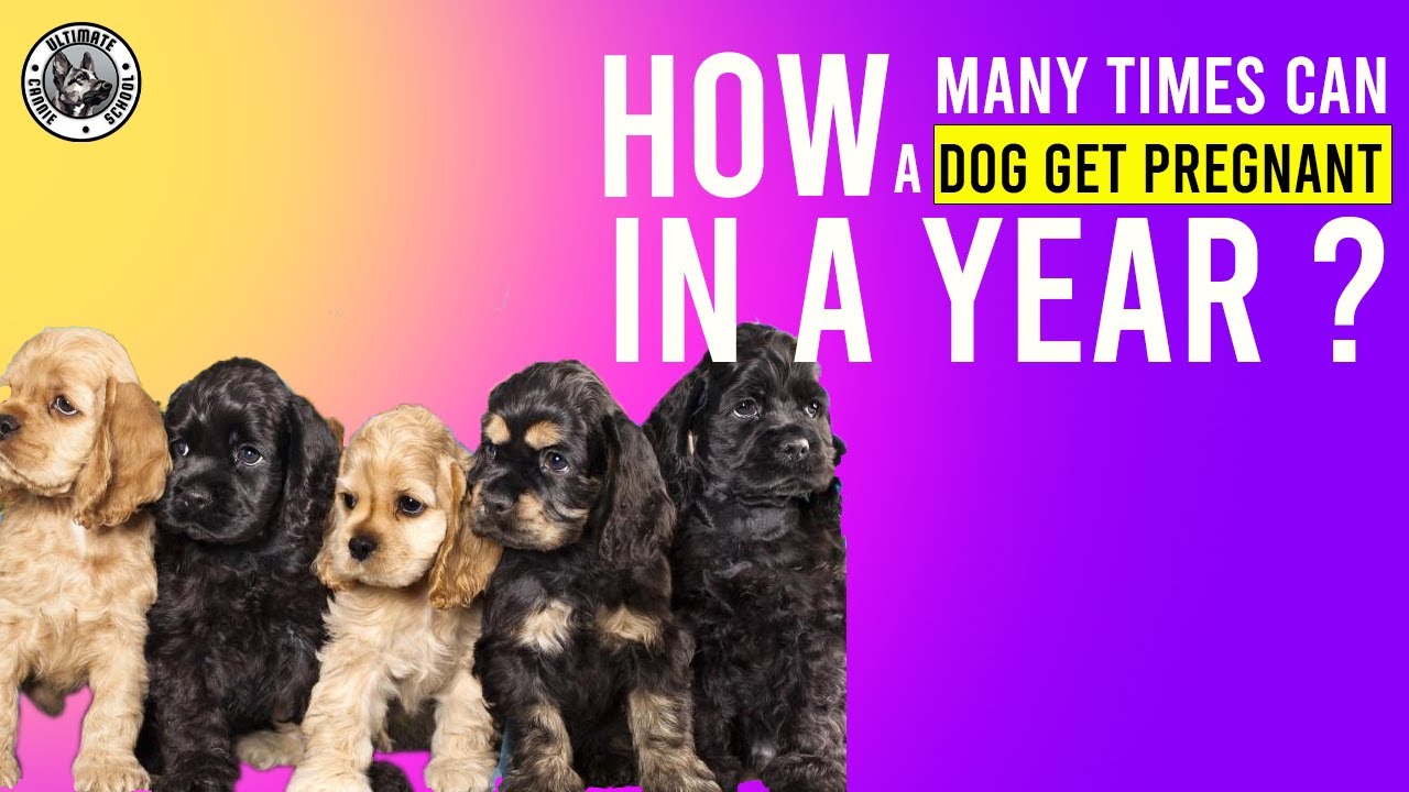 How many times can a dog get pregnant in a year? YouTube