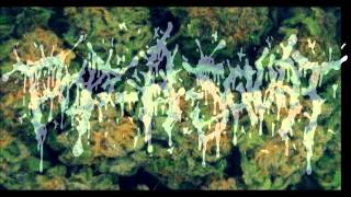 Pop-a-Squat - Dankruptsy