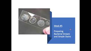 Week 5 Preparing Bacterial Smears and Simple Stains