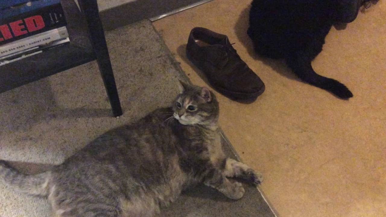 Goofy cats 
