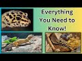 Leopard gecko care guide